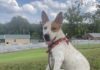 Pet of the Week: Ruby is ready to be your adventure buddy