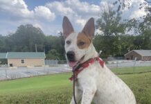 Pet of the Week: Ruby is ready to be your adventure buddy