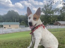Pet of the Week: Ruby is ready to be your adventure buddy