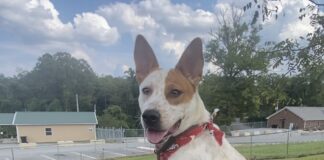 Pet of the Week: Ruby is ready to be your adventure buddyÂ
