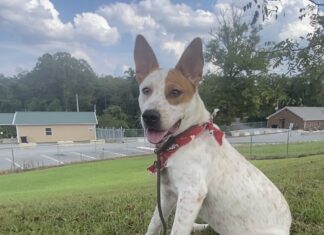 Pet of the Week: Ruby is ready to be your adventure buddy