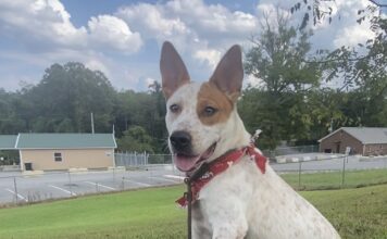 Pet of the Week: Ruby is ready to be your adventure buddyÂ