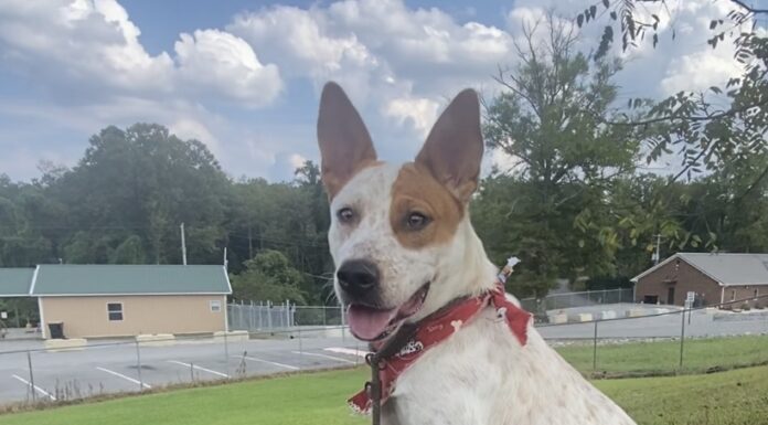 Pet of the Week: Ruby is ready to be your adventure buddy