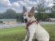 Pet of the Week: Ruby is ready to be your adventure buddy