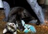 Pet of the Week: Randall brings ‘personality plus’Â