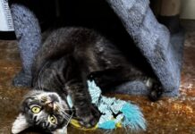 Pet of the Week: Randall brings ‘personality plus’Â