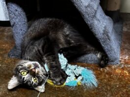 Pet of the Week: Randall brings ‘personality plus’