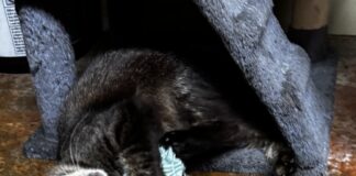Pet of the Week: Randall brings ‘personality plus’Â