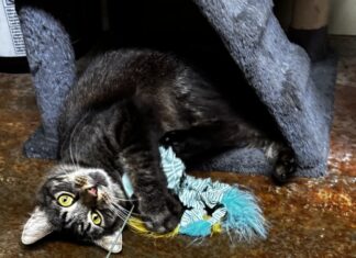 Pet of the Week: Randall brings ‘personality plus’