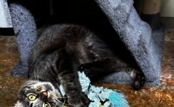 Pet of the Week: Randall brings ‘personality plus’Â