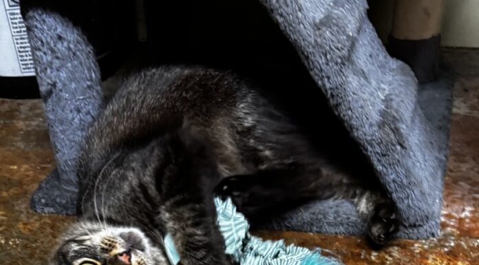 Pet of the Week: Randall brings ‘personality plus’