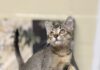 Pet of the Week: Olive is a tiny tabby made for companionshipÂ