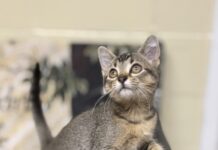 Pet of the Week: Olive is a tiny tabby made for companionship