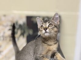 Pet of the Week: Olive is a tiny tabby made for companionship