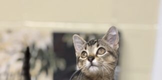 Pet of the Week: Olive is a tiny tabby made for companionship