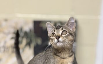 Pet of the Week: Olive is a tiny tabby made for companionshipÂ