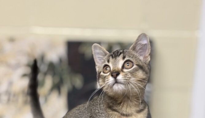 Pet of the Week: Olive is a tiny tabby made for companionship