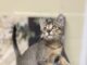 Pet of the Week: Olive is a tiny tabby made for companionship