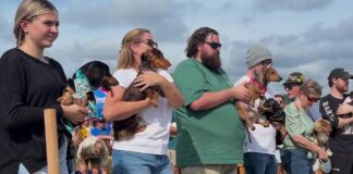 Dachshunds dash for glory at Cullman Oktoberfest