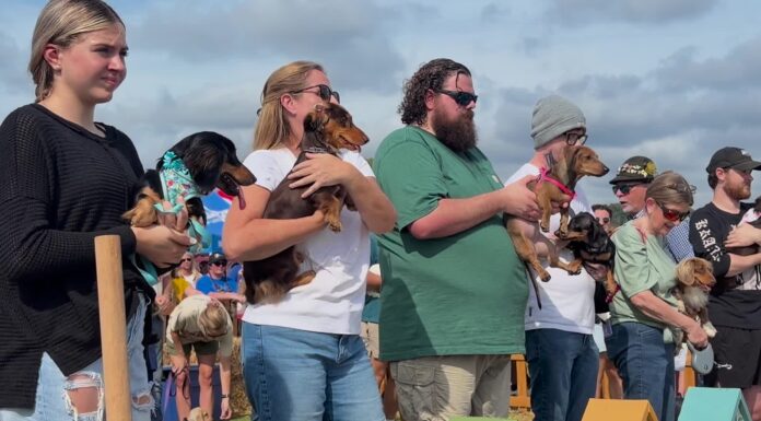 Dachshunds dash for glory at Cullman Oktoberfest