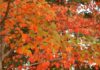 Fall colors to transform Alabama landscapes in coming weeks