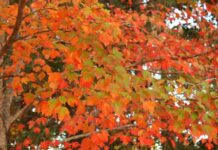 Fall colors to transform Alabama landscapes in coming weeks