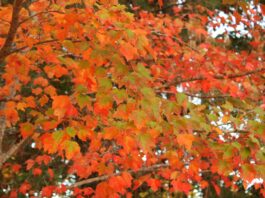 Fall colors to transform Alabama landscapes in coming weeks