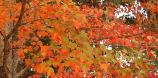 Fall colors to transform Alabama landscapes in coming weeks