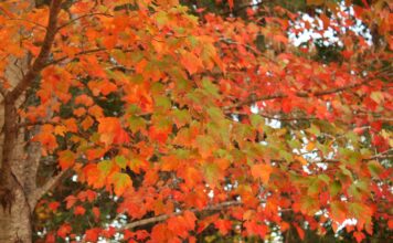 Fall colors to transform Alabama landscapes in coming weeks