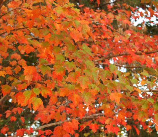 Fall colors to transform Alabama landscapes in coming weeks