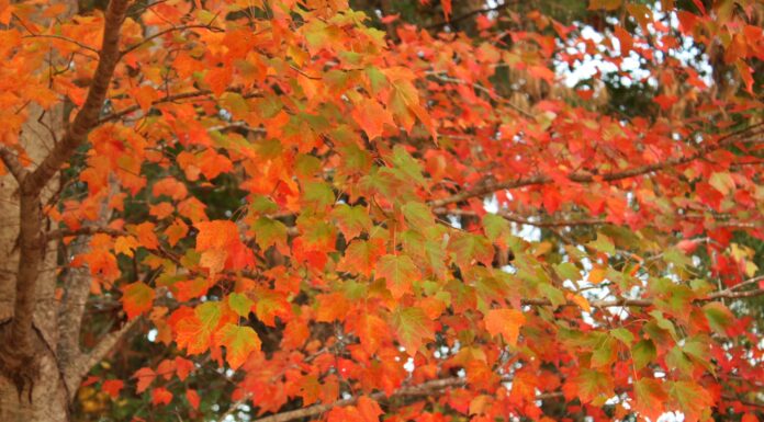 Fall colors to transform Alabama landscapes in coming weeks