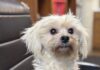 Pet of the Week: Marshall is looking for a lap to call his own
