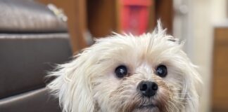 Pet of the Week: Marshall is looking for a lap to call his own