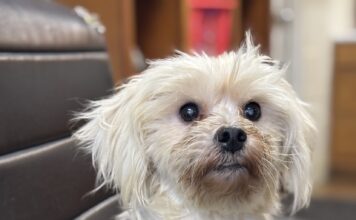 Pet of the Week: Marshall is looking for a lap to call his own