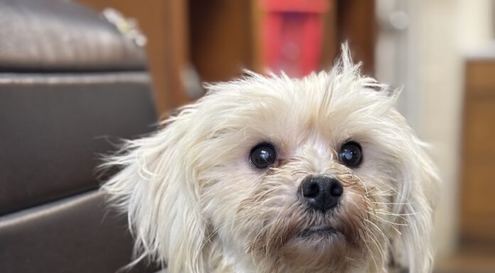 Pet of the Week: Marshall is looking for a lap to call his own