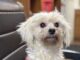 Pet of the Week: Marshall is looking for a lap to call his own