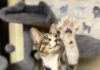 Pet of the Week: Lexi brings toys and conversation