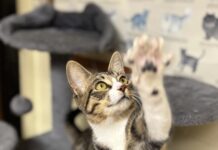 Pet of the Week: Lexi brings toys and conversation