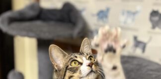 Pet of the Week: Lexi brings toys and conversation