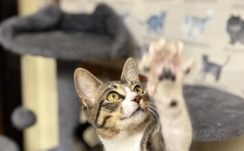 Pet of the Week: Lexi brings toys and conversation
