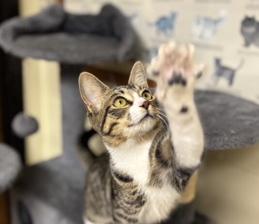 Pet of the Week: Lexi brings toys and conversation
