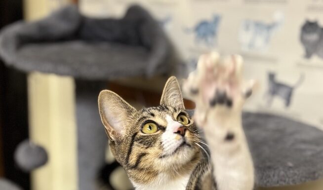 Pet of the Week: Lexi brings toys and conversation
