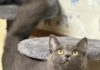 Pet of the Week: Chantilly has a little meow, plenty of charm