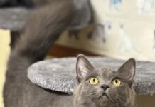 Pet of the Week: Chantilly has a little meow, plenty of charm