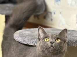 Pet of the Week: Chantilly has a little meow, plenty of charm
