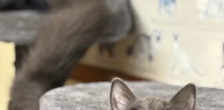 Pet of the Week: Chantilly has a little meow, plenty of charm