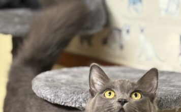 Pet of the Week: Chantilly has a little meow, plenty of charm