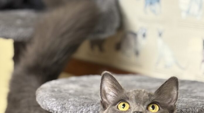 Pet of the Week: Chantilly has a little meow, plenty of charm
