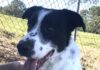Pet of the Week: Finn has a smile to share and a lap to find
