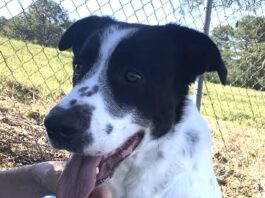 Pet of the Week: Finn has a smile to share and a lap to find
